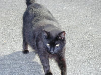 Shadow the kitty, only 13 years young.